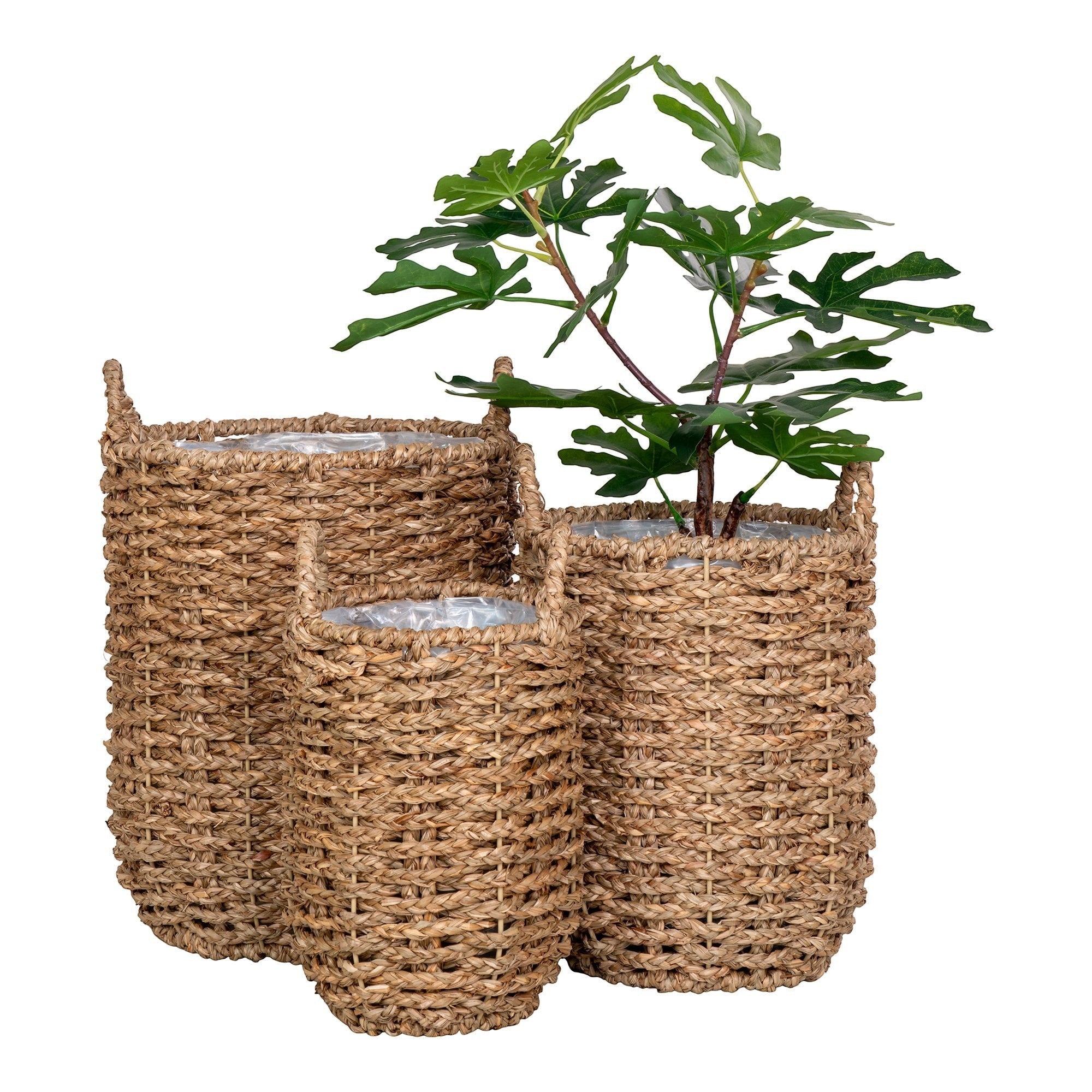 Kayu Living set of three natural woven seagrass baskets in graduated sizes with a green plant in the largest basket.