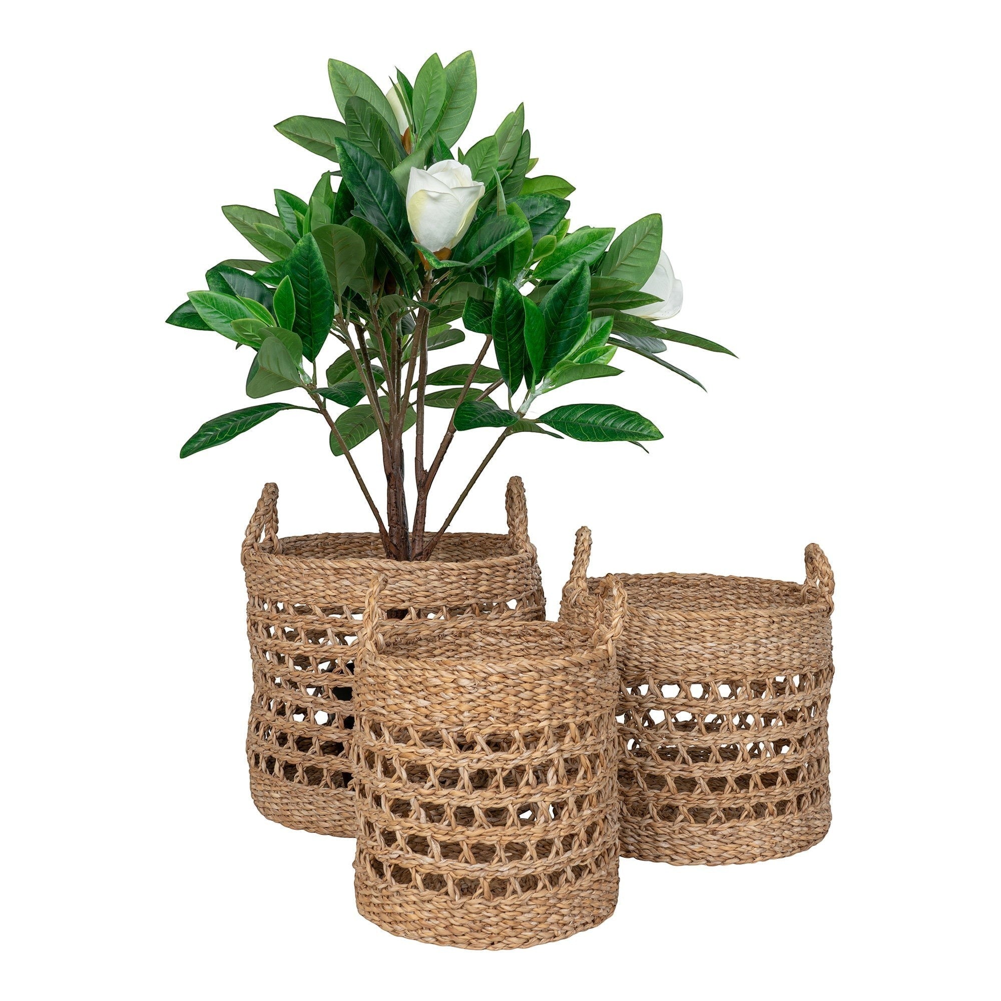 Kayu Living set of three natural seagrass baskets with black accents and woven lattice detail holding a green plant.